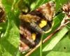 Panemeria tenebrata